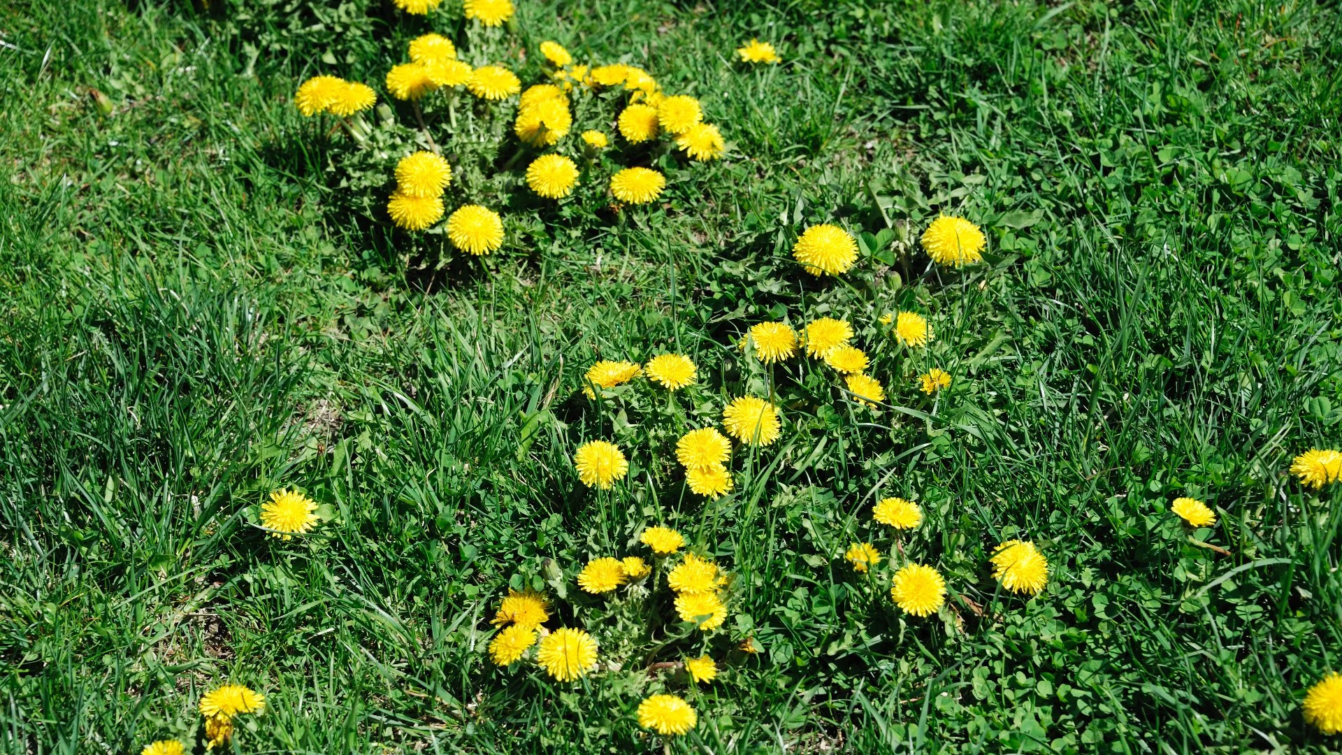 Why Is Your Lawn Full of Weeds?