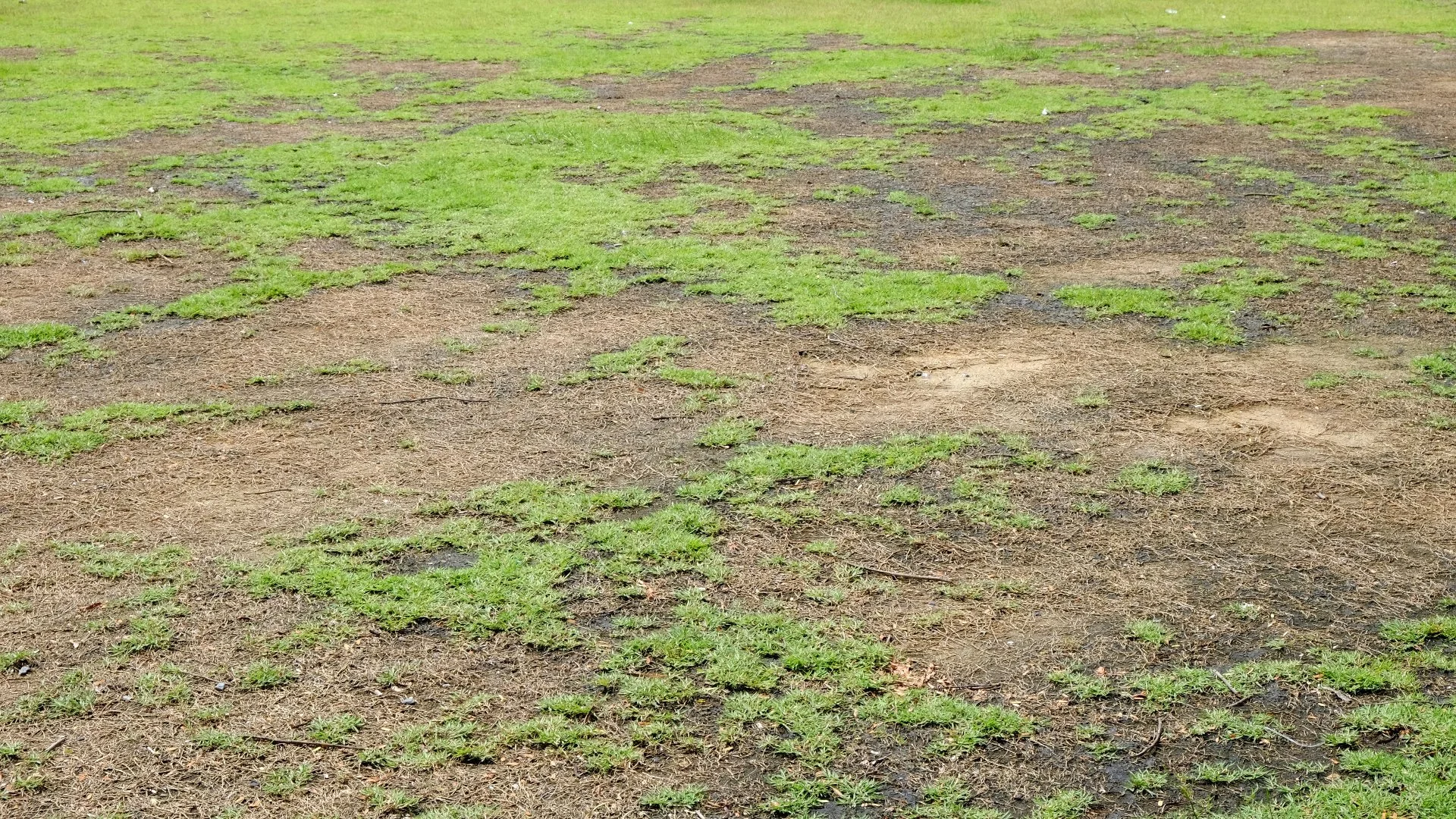 How to Stay One Step Ahead of Lawn Diseases