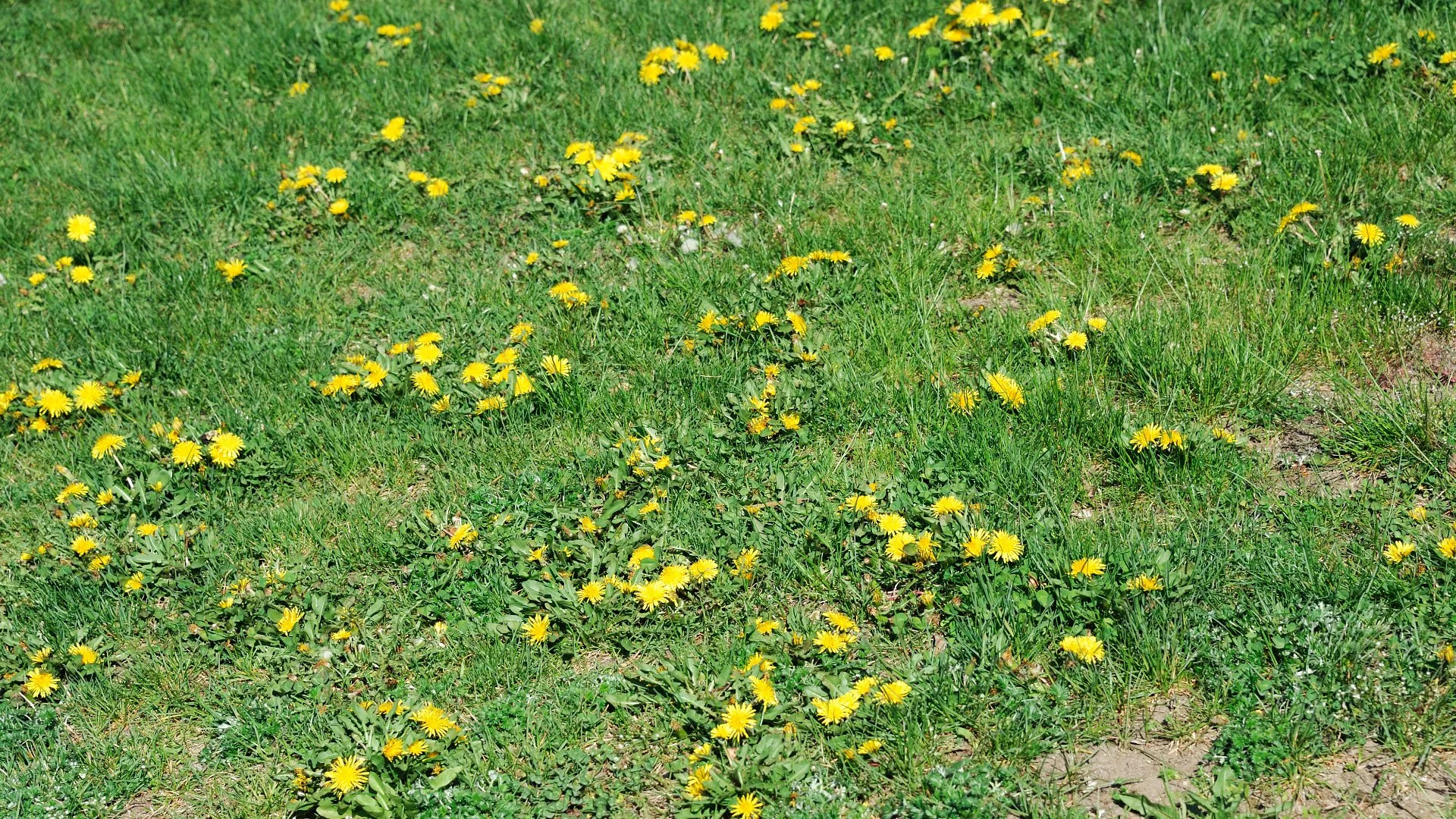 What Are Annual & Perennial Weeds?