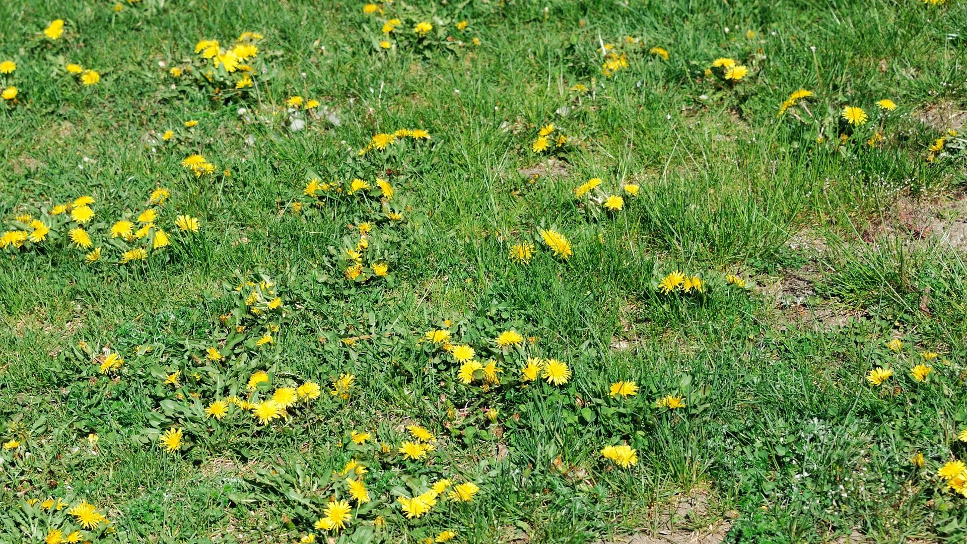 Soil Temperature Matters When Applying Spring Pre-Emergent Weed Control!