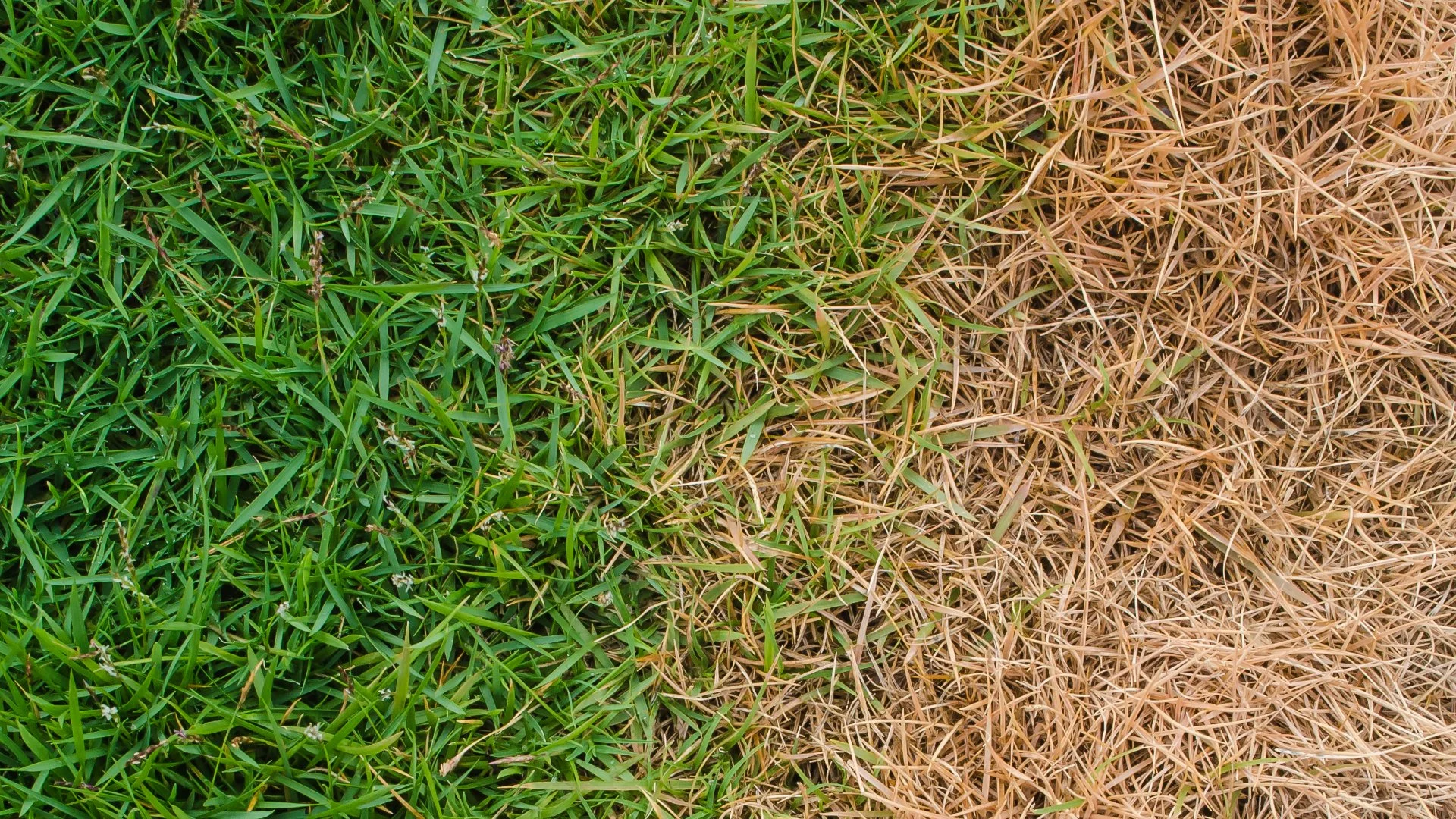 Can You Fix Fertilizer Burn on Your Lawn?