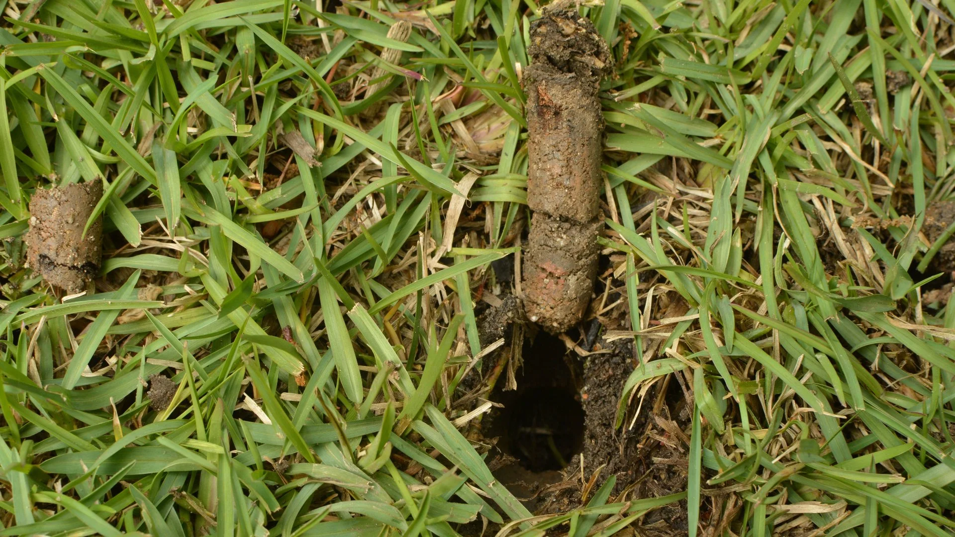 What Makes Your Lawn's Soil Compacted?