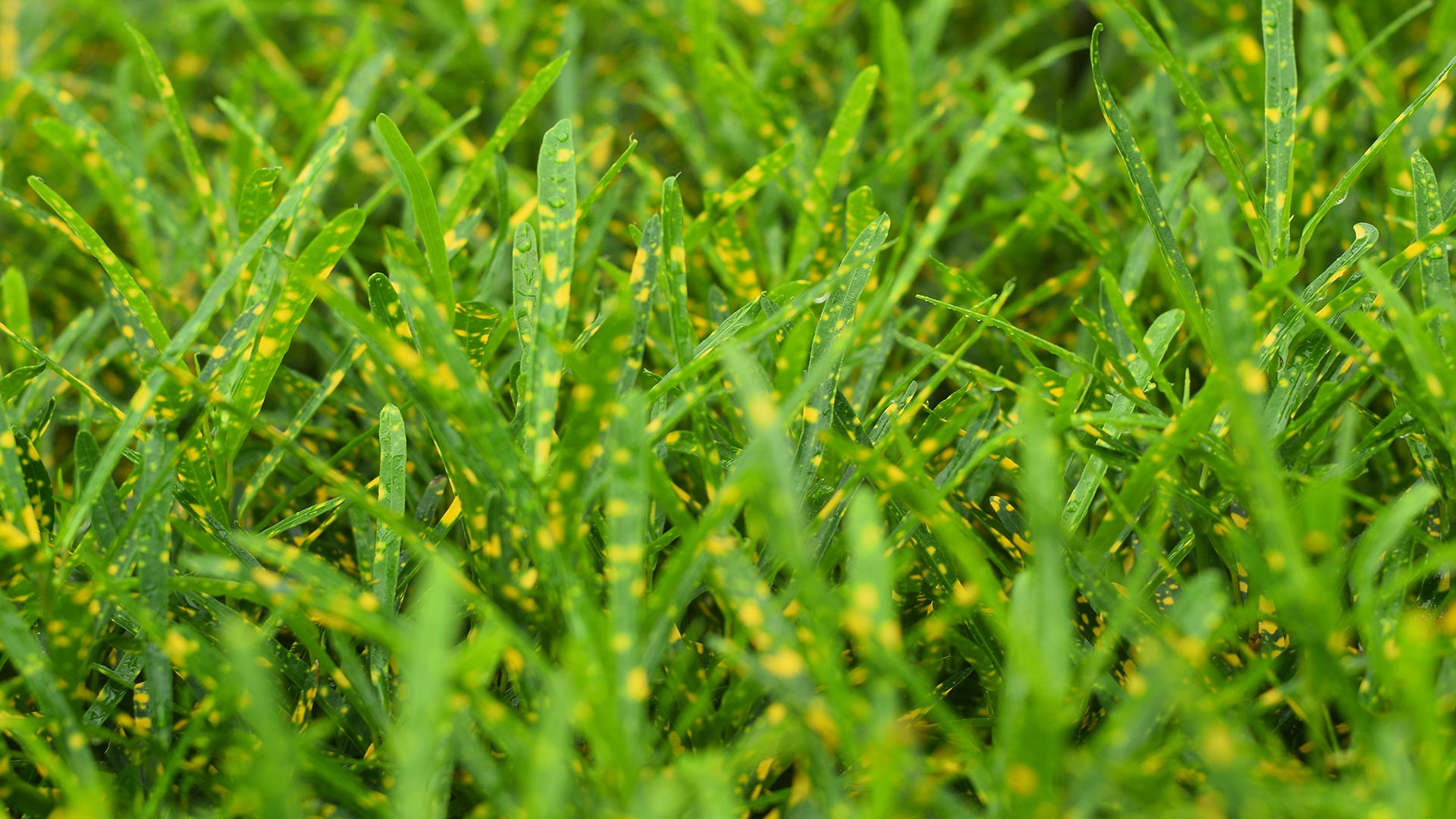 Close up on a lawn with leaf spots in Polk City, IA. 