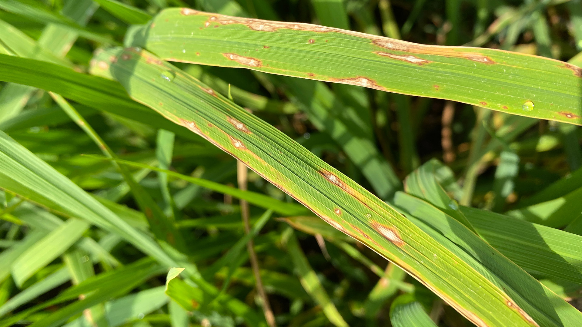 Leaf Spot – A Lawn Disease Disguised as Drought Symptoms | A+ Lawn ...