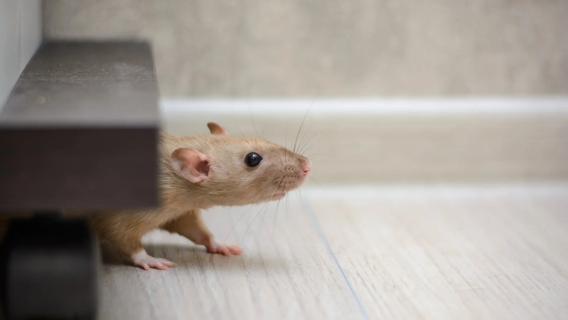 A beautiful rock waterfall professionally installed by our skilled employees at a home in West Des Moines, IA.