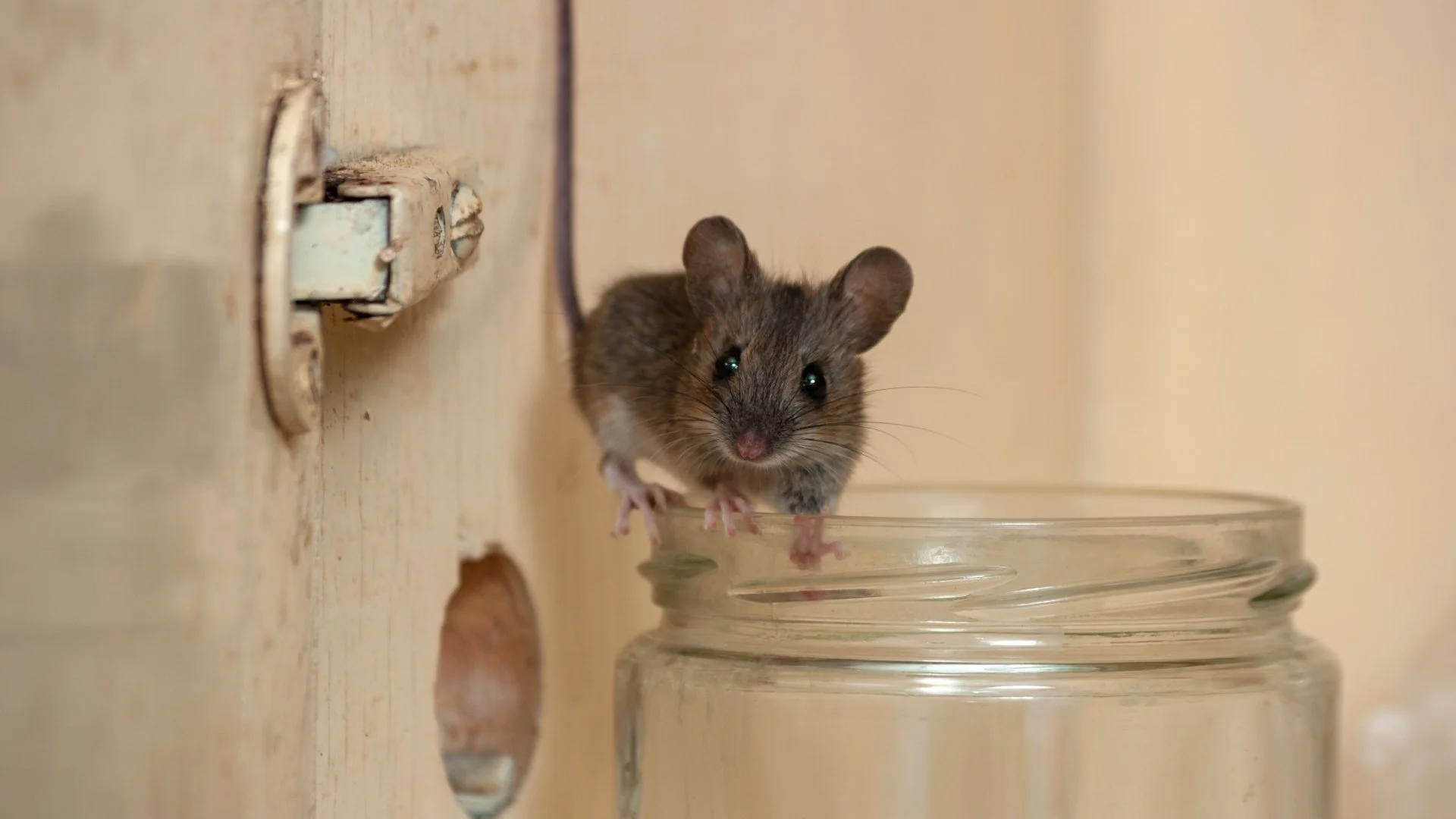 Rodent Monitoring in Des Moines, IA.