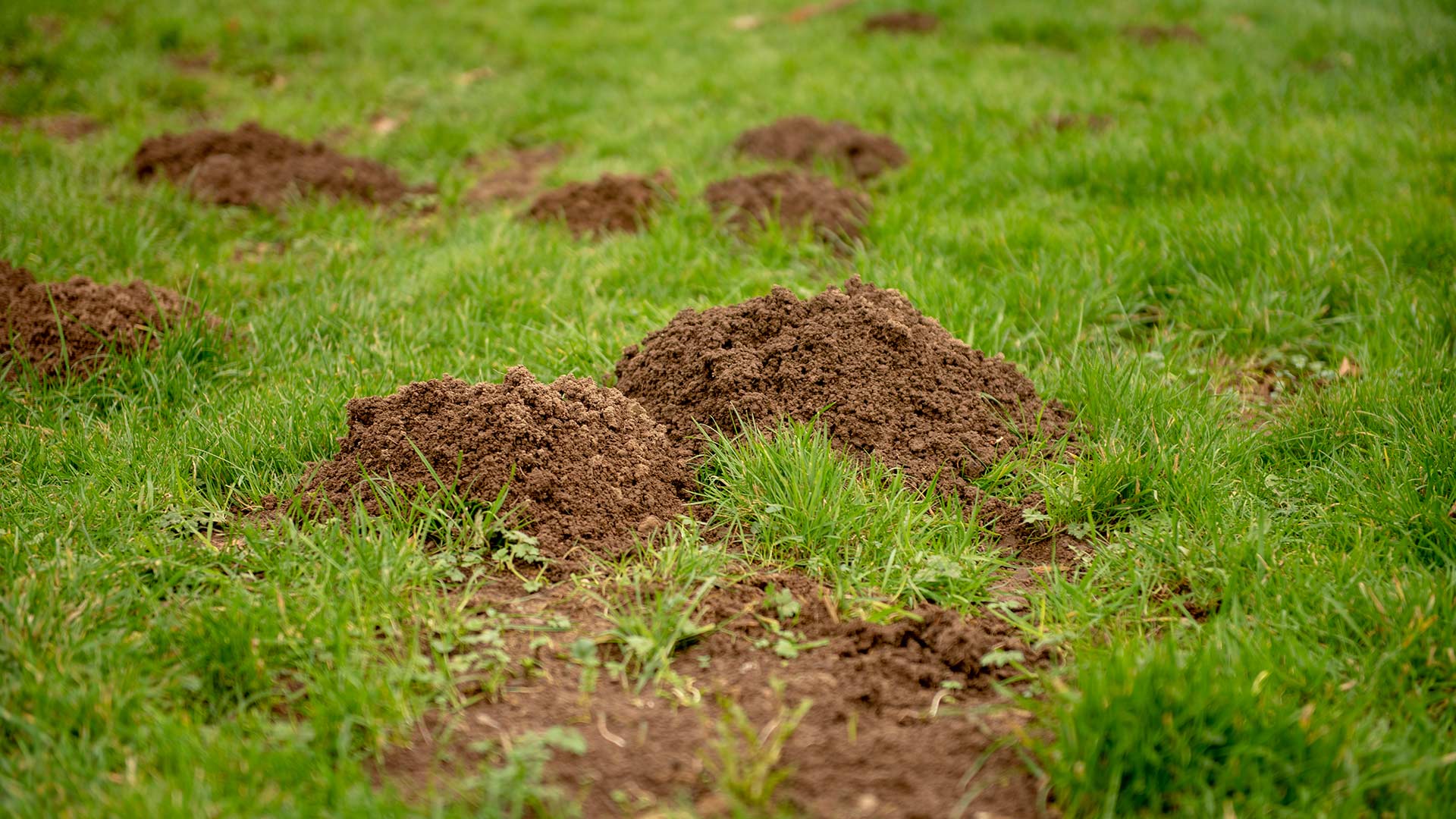Moles vs Voles - Which Critter Is Destroying Your Lawn?