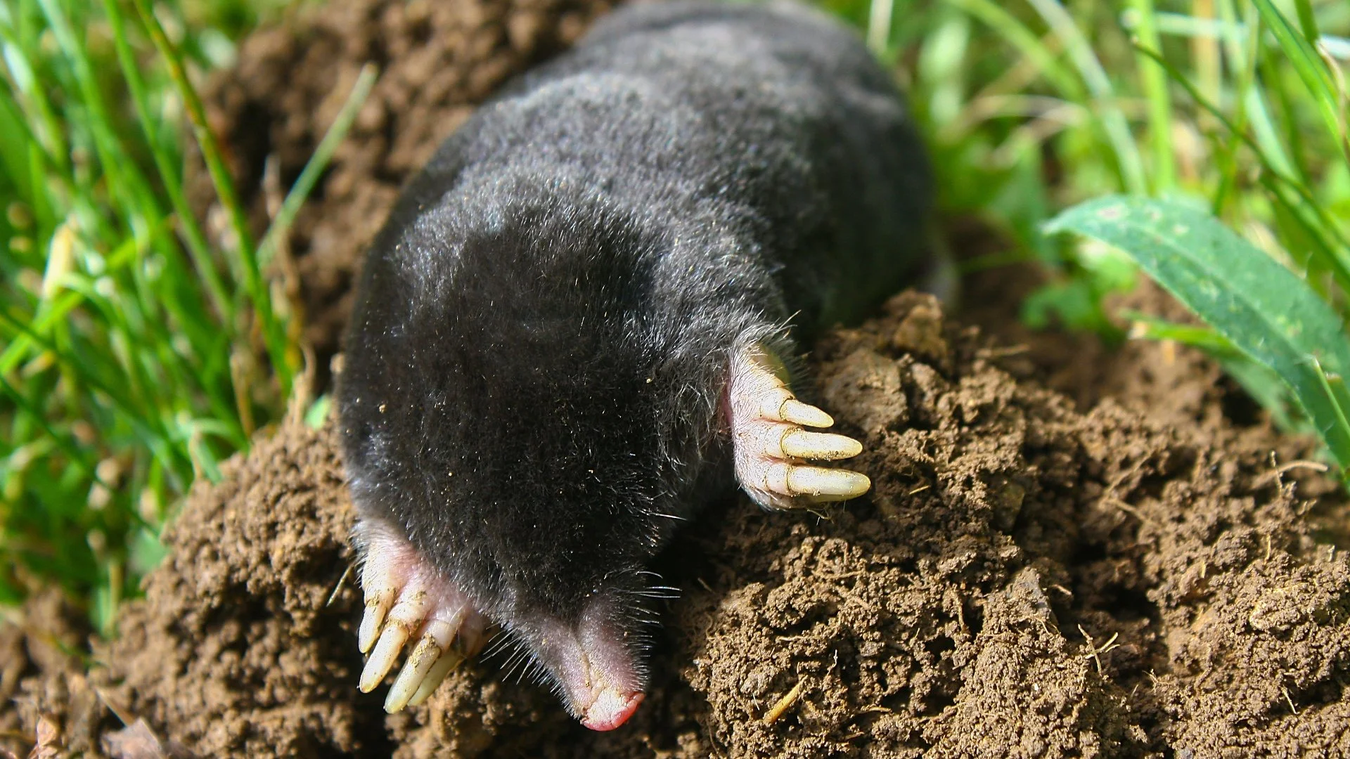 Signs That Mean Moles Have Likely Invaded Your Lawn