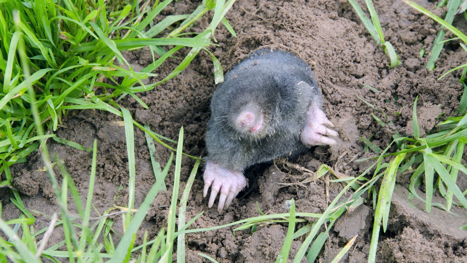 When Are Moles Most Active?