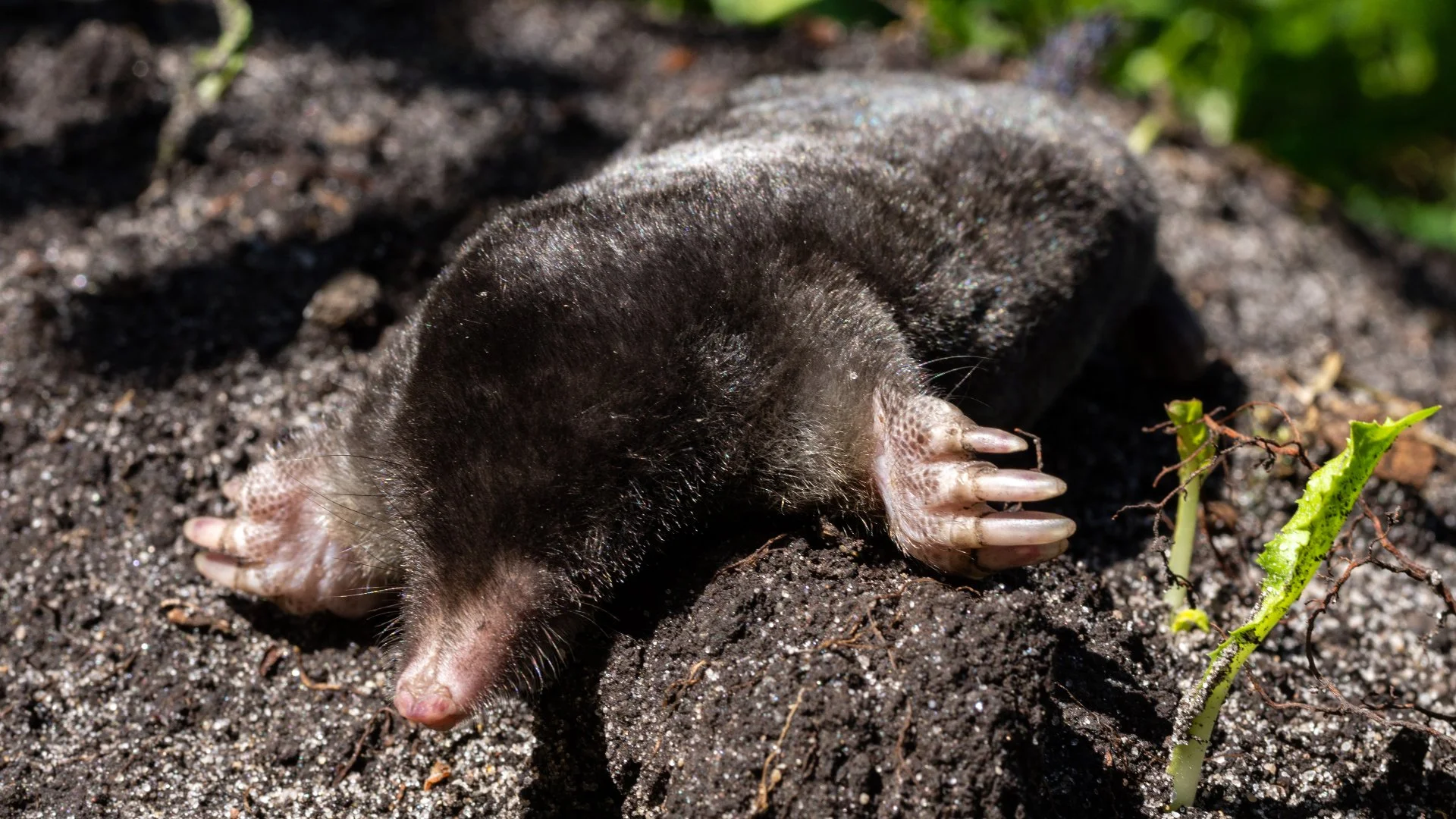 What Is Attracting Moles to Your Lawn?