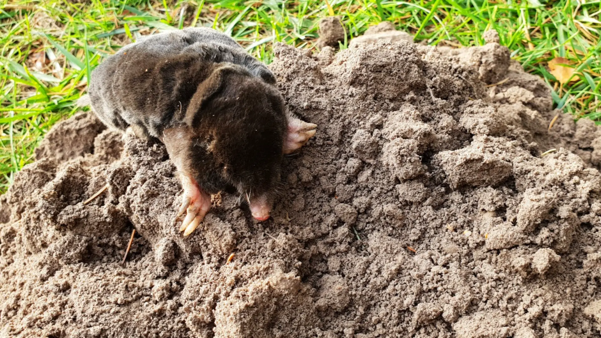 What Are Moles & How Do They Damage Lawns?