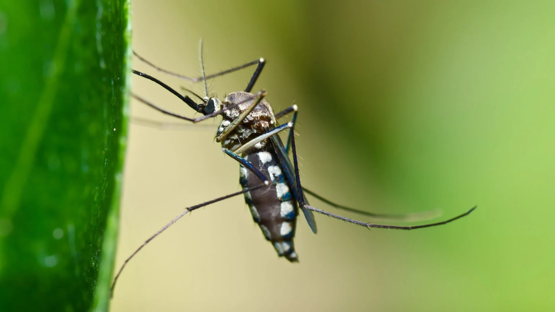 What Are Mosquito Harborage Areas & Why Does It Matter?
