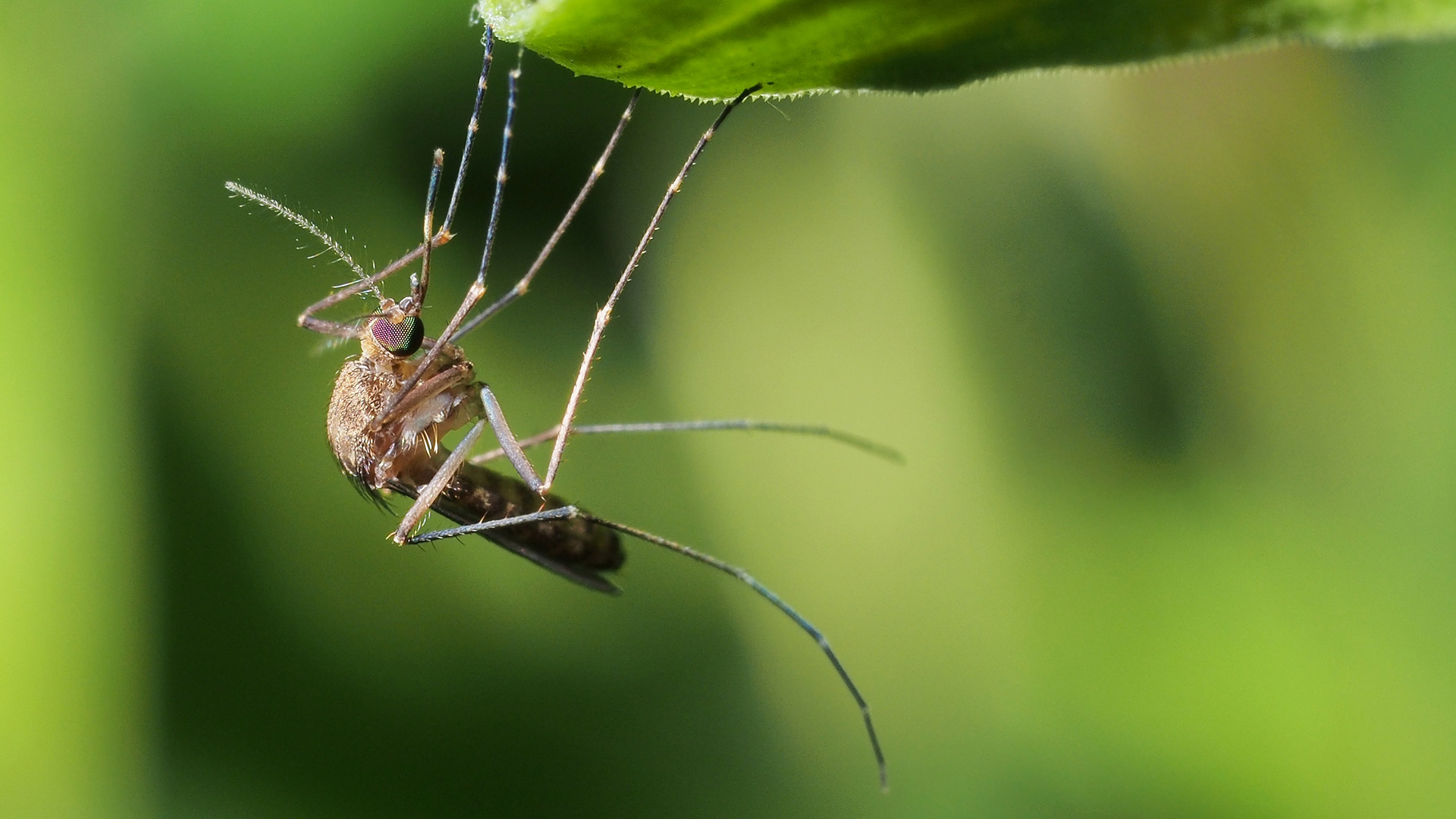 Don’t Botch Mosquito Control - Always Hire Professionals to Treat Your Lawn