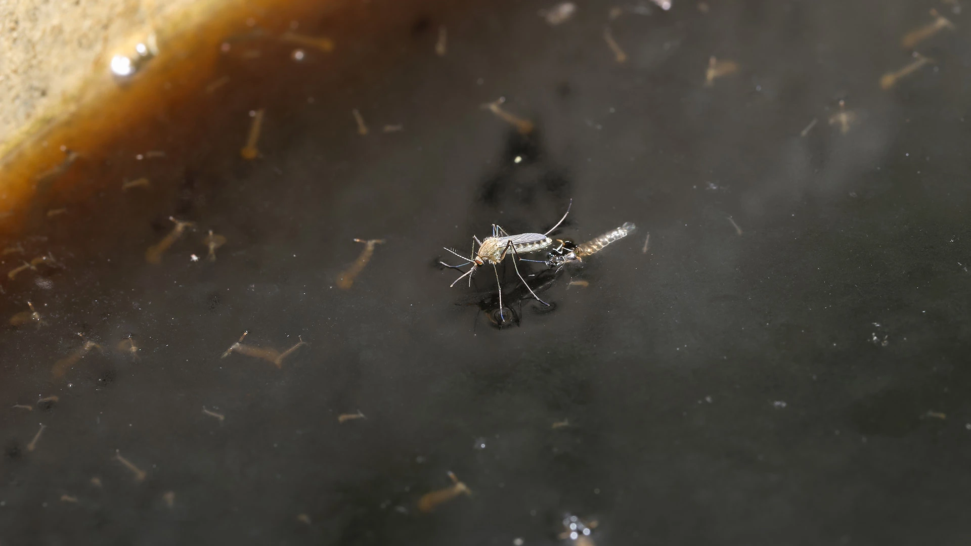 4 Things Currently in Your Yard That Are Attracting Mosquitoes