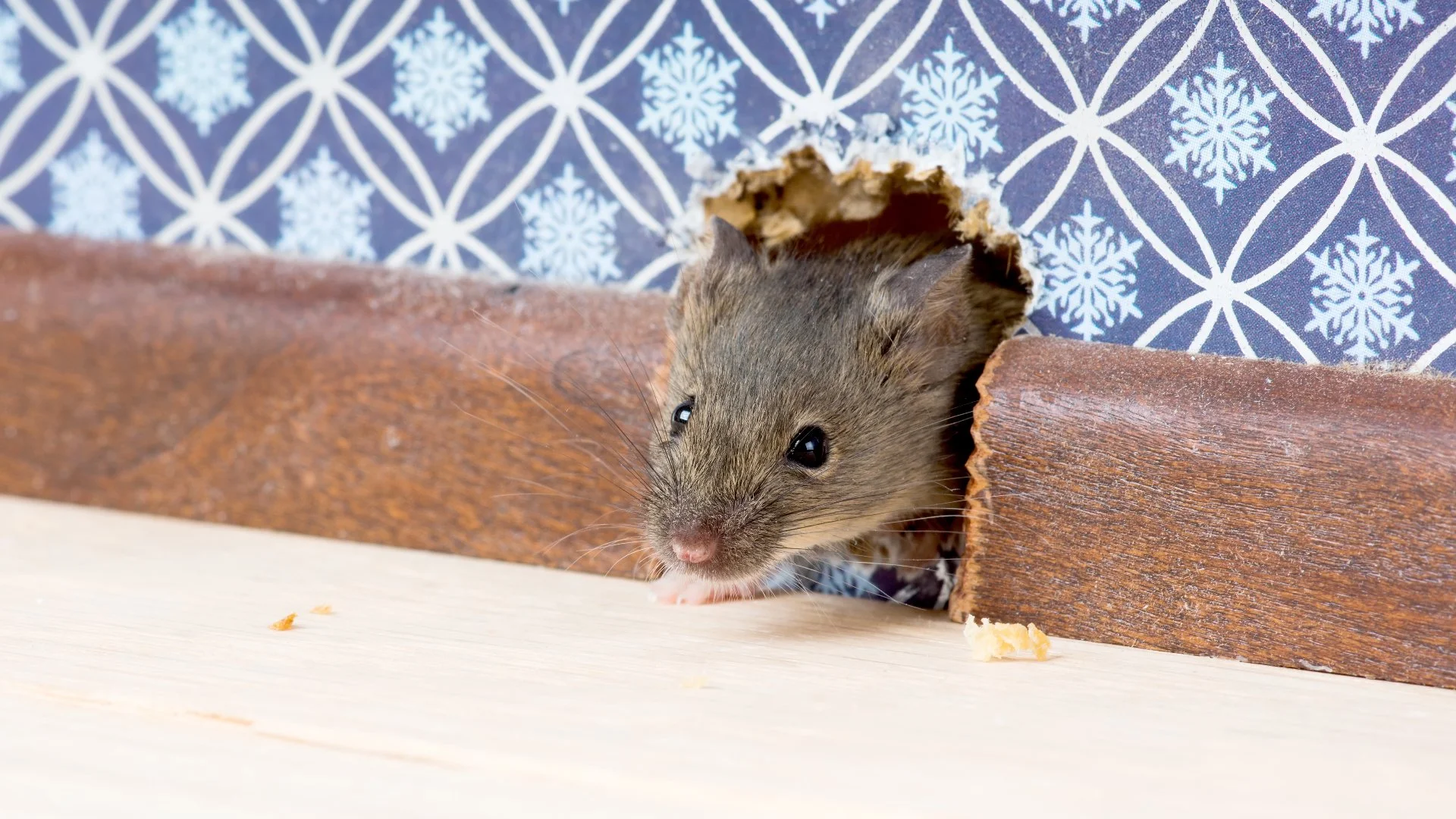 Tell-Tale Signs of a Rodent Infestation in Your Indoor Space