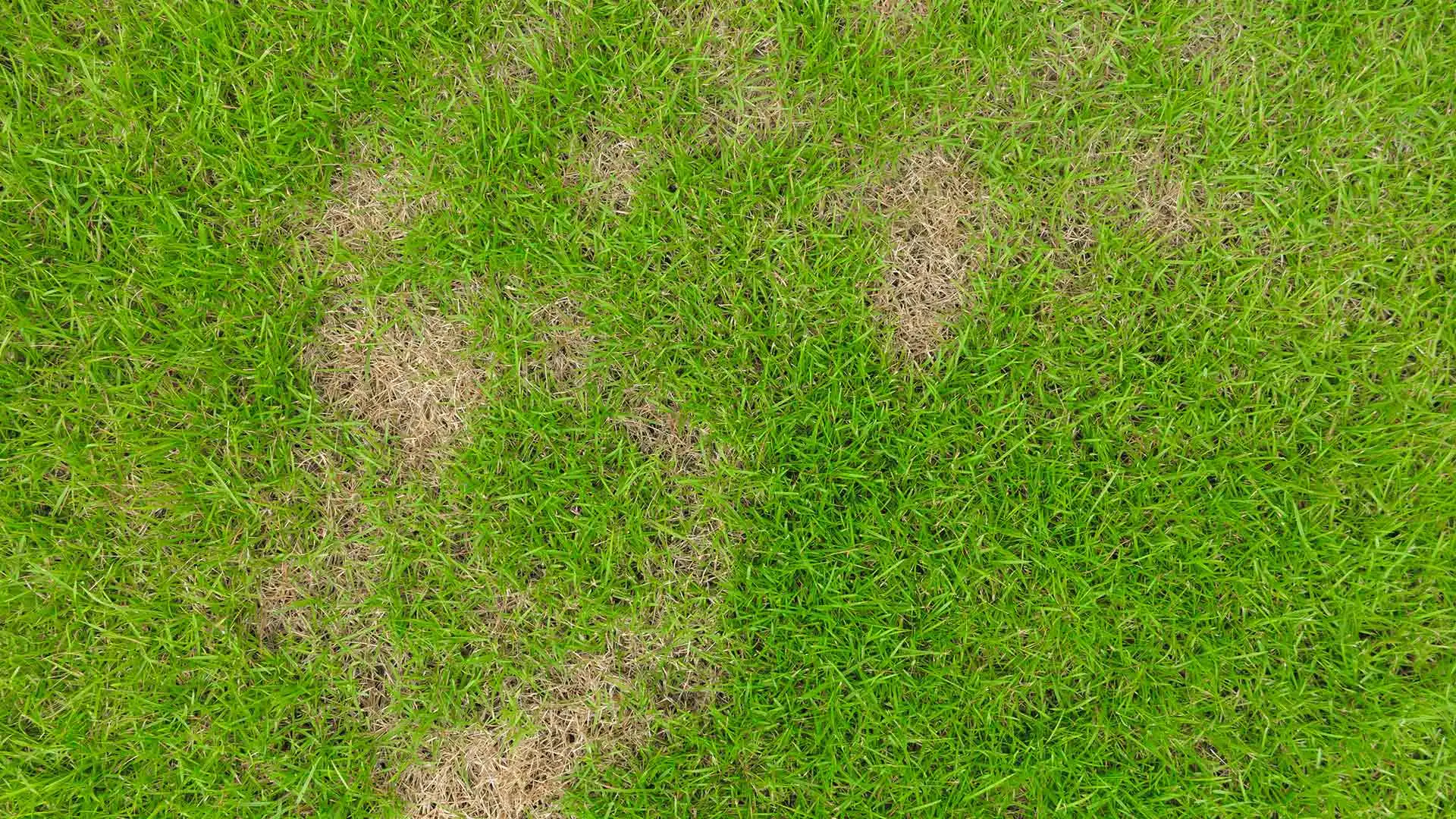 Necrotic Ring Spot - Be on the Lookout for This Lawn Disease This Fall
