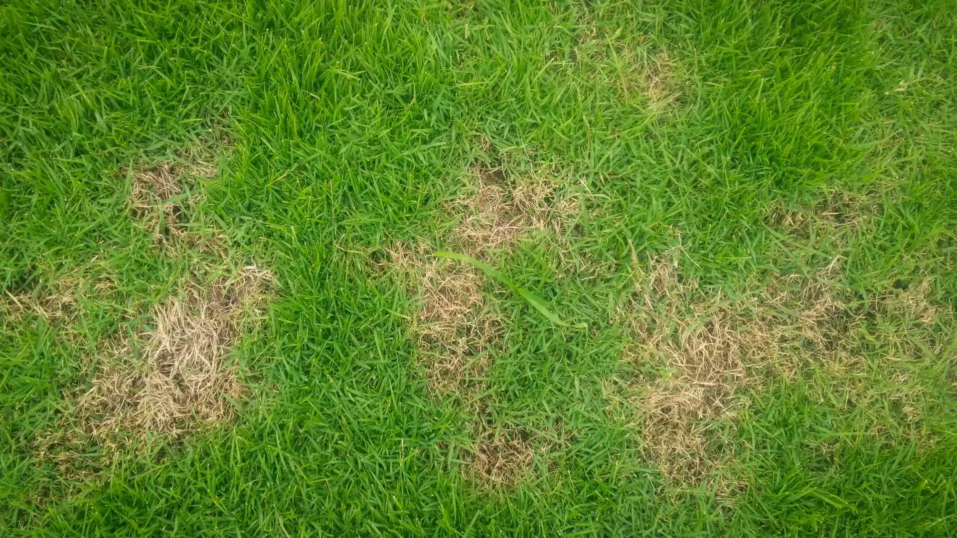 Necrotic ring spot lawn disease found in client's lawn in Des Moines, IA.