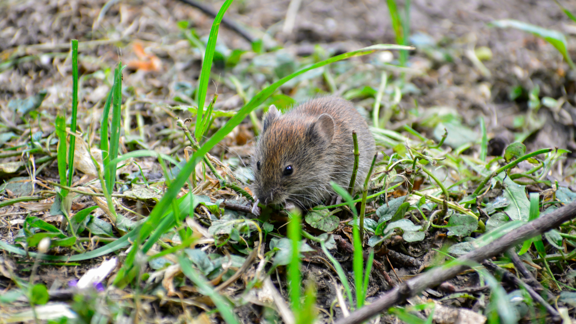 Keep Your Eyes Out for Vole Activity in Your Garden in Early Spring