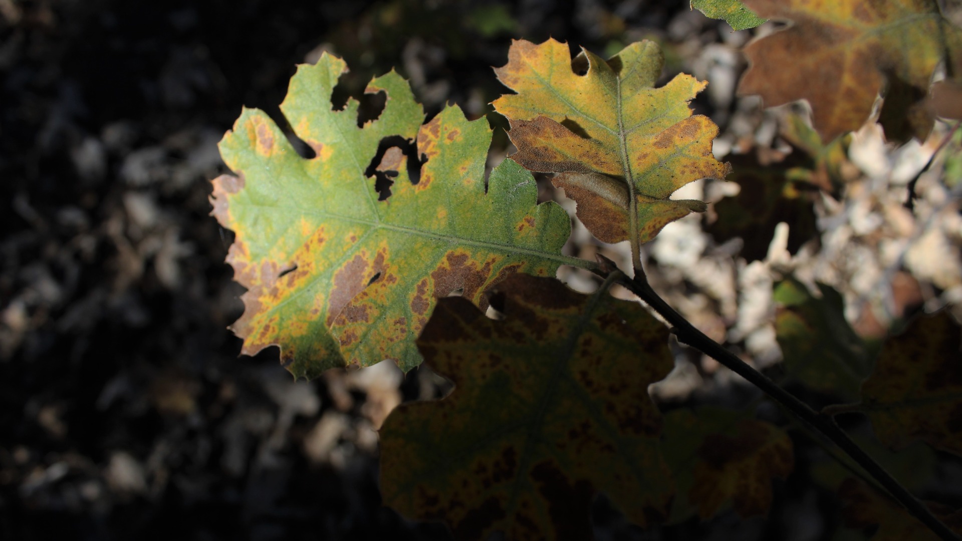 Oak wilt found from oak disease in Des Moines, IA.