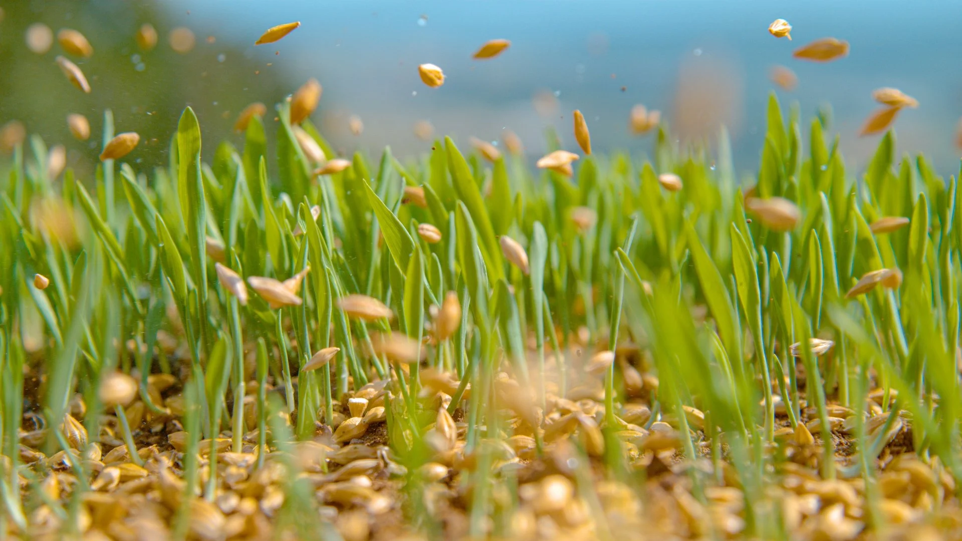What Season Is the Best for Overseeding Lawns in Iowa?