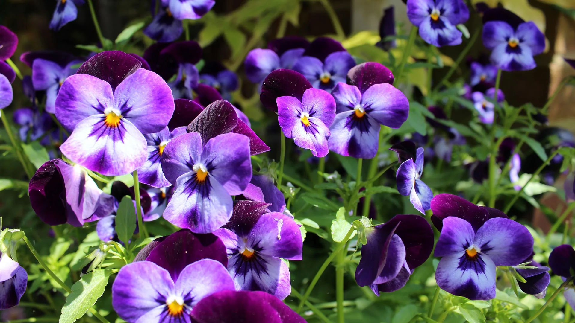 4 Eye-Catching Flowers That Can Add Beauty to Your Landscape Beds This Fall