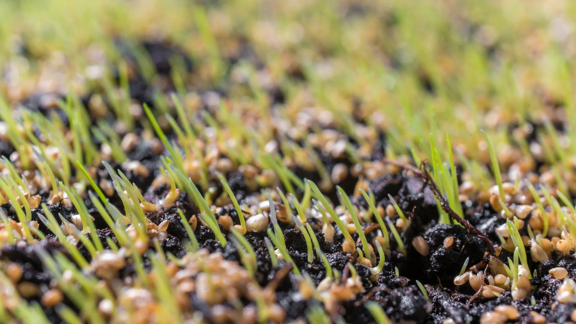 How to Properly Care for Your Newly Overseeded Lawn