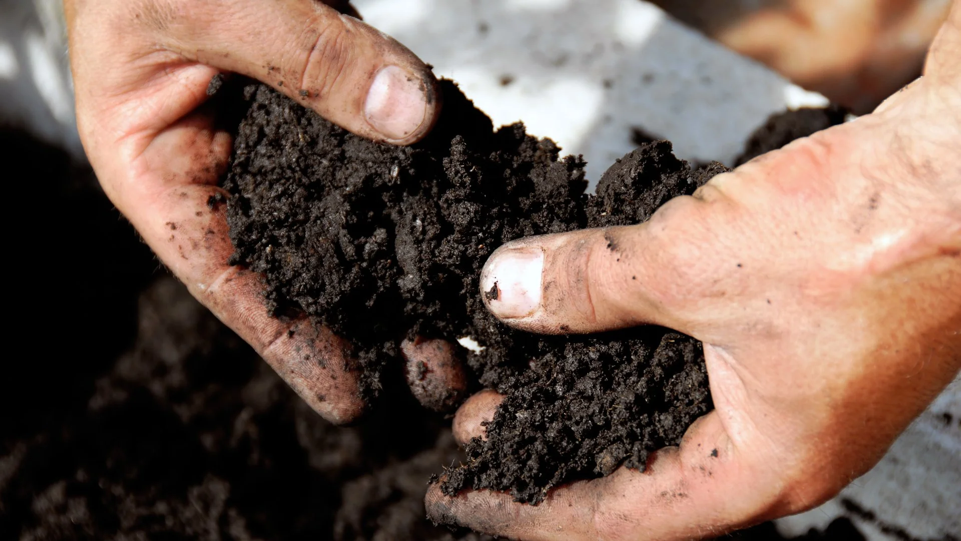 Healthy Soil Means Healthy Grass - How to Tell What Your Soil Is Craving