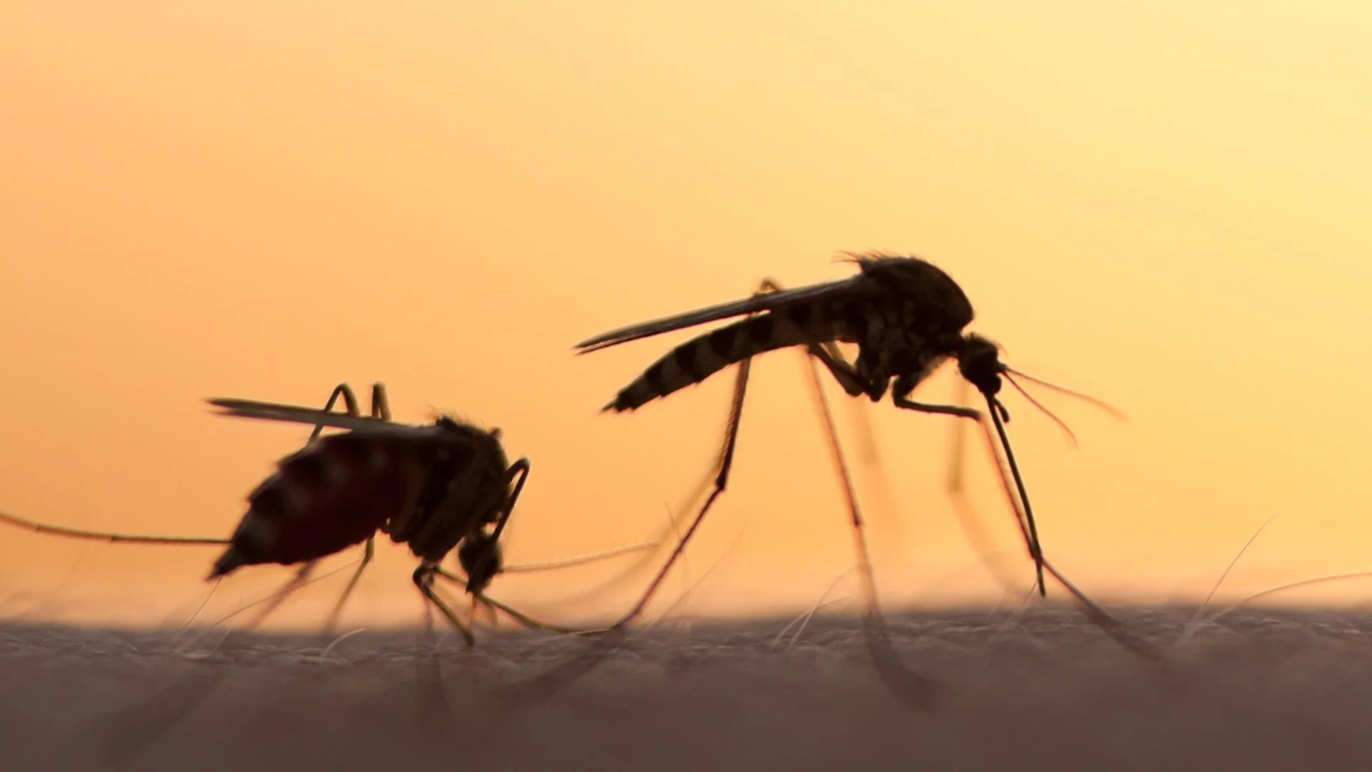 Why Does Rain Increase Mosquito Activity?