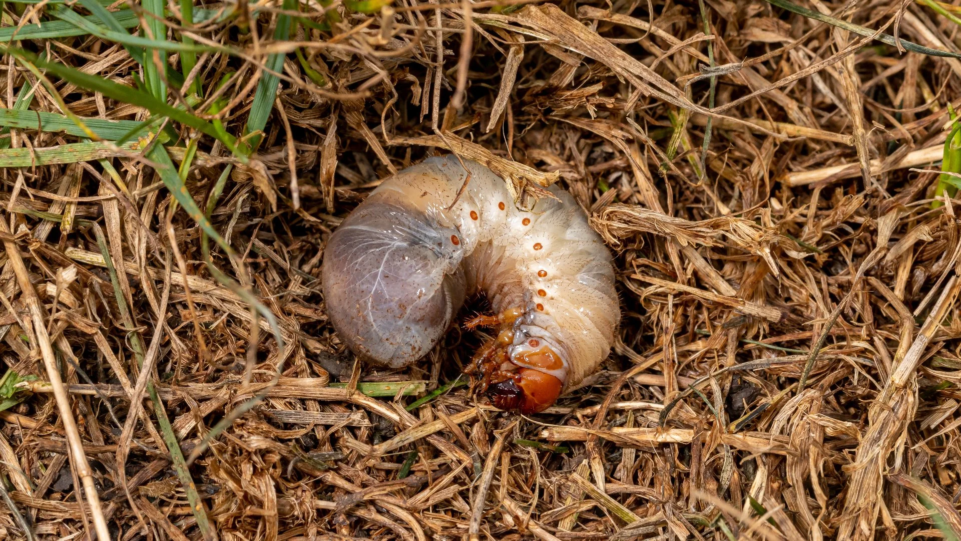 Suspect a Grub Infestation on Your Lawn? What You Should Look For