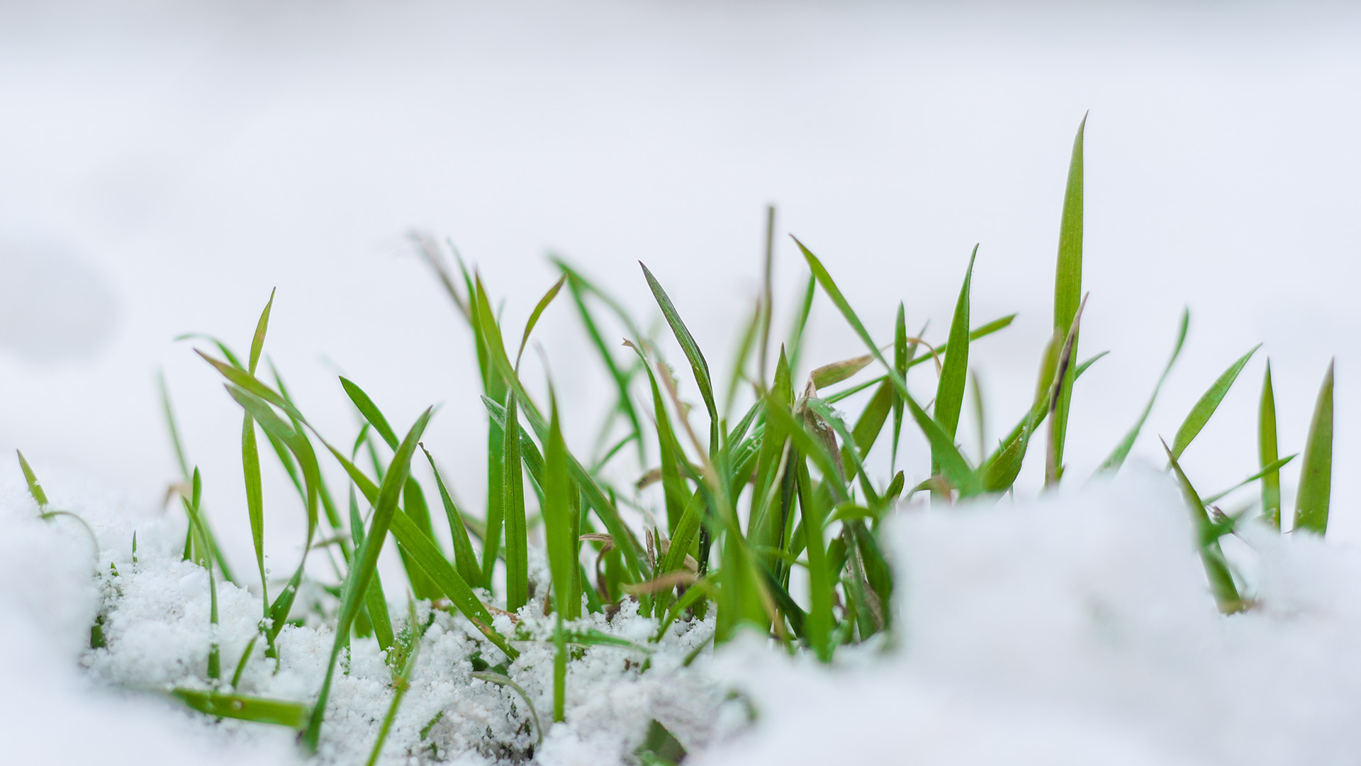 Snow Mold 101 - Everything You Need to Know About This Lawn Disease