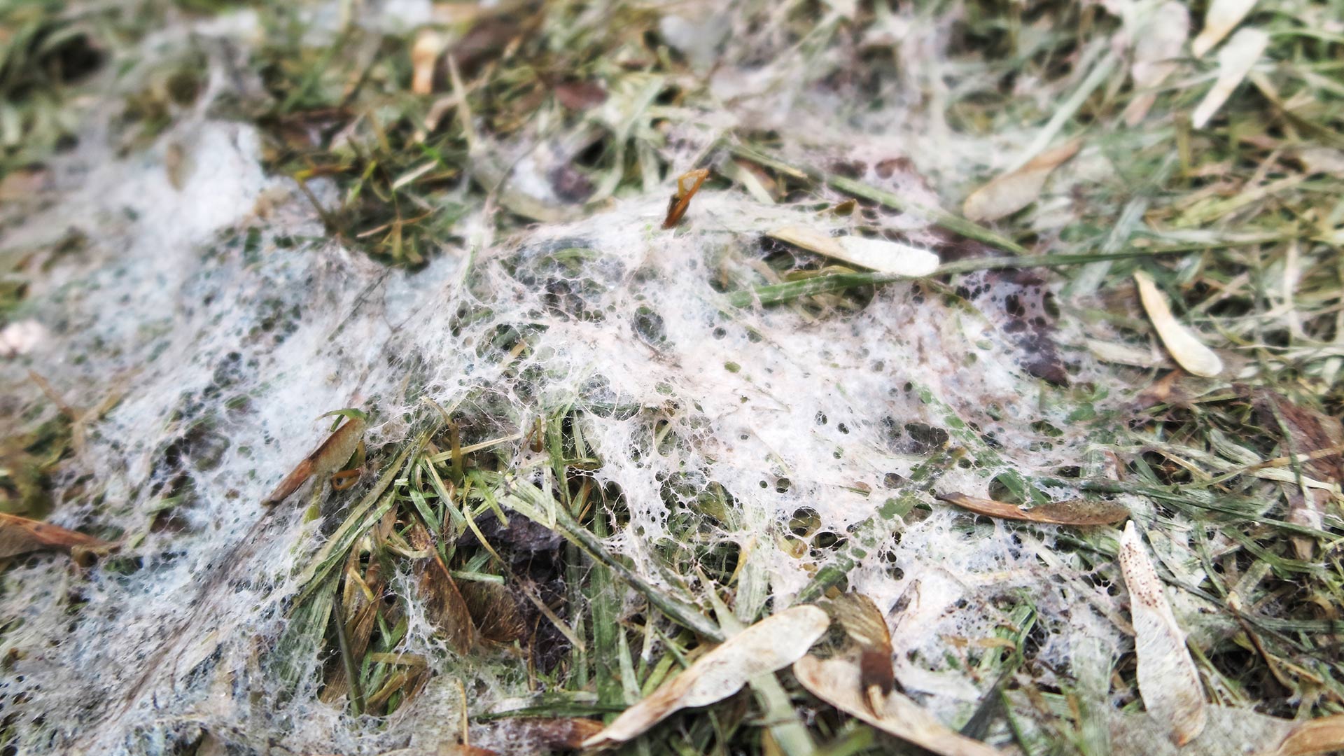 How to Treat Snow Mold in Iowa
