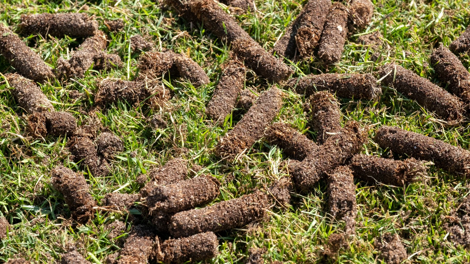 What Should You Do for Your Lawn After a Core Aeration Service?
