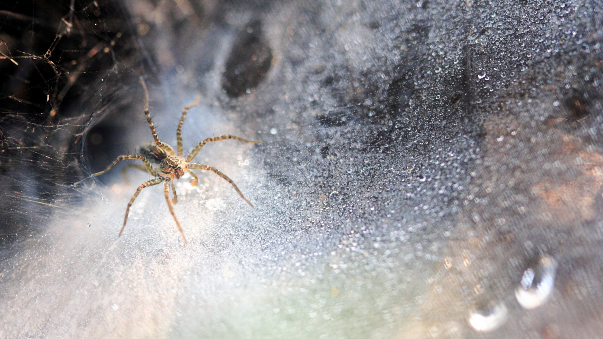 How to Prevent Spiders From Making Your Home Their Home