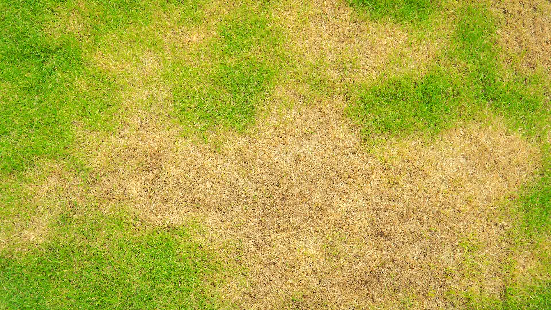 Has Summer Patch Infected Your Lawn? Here’s What to Do!