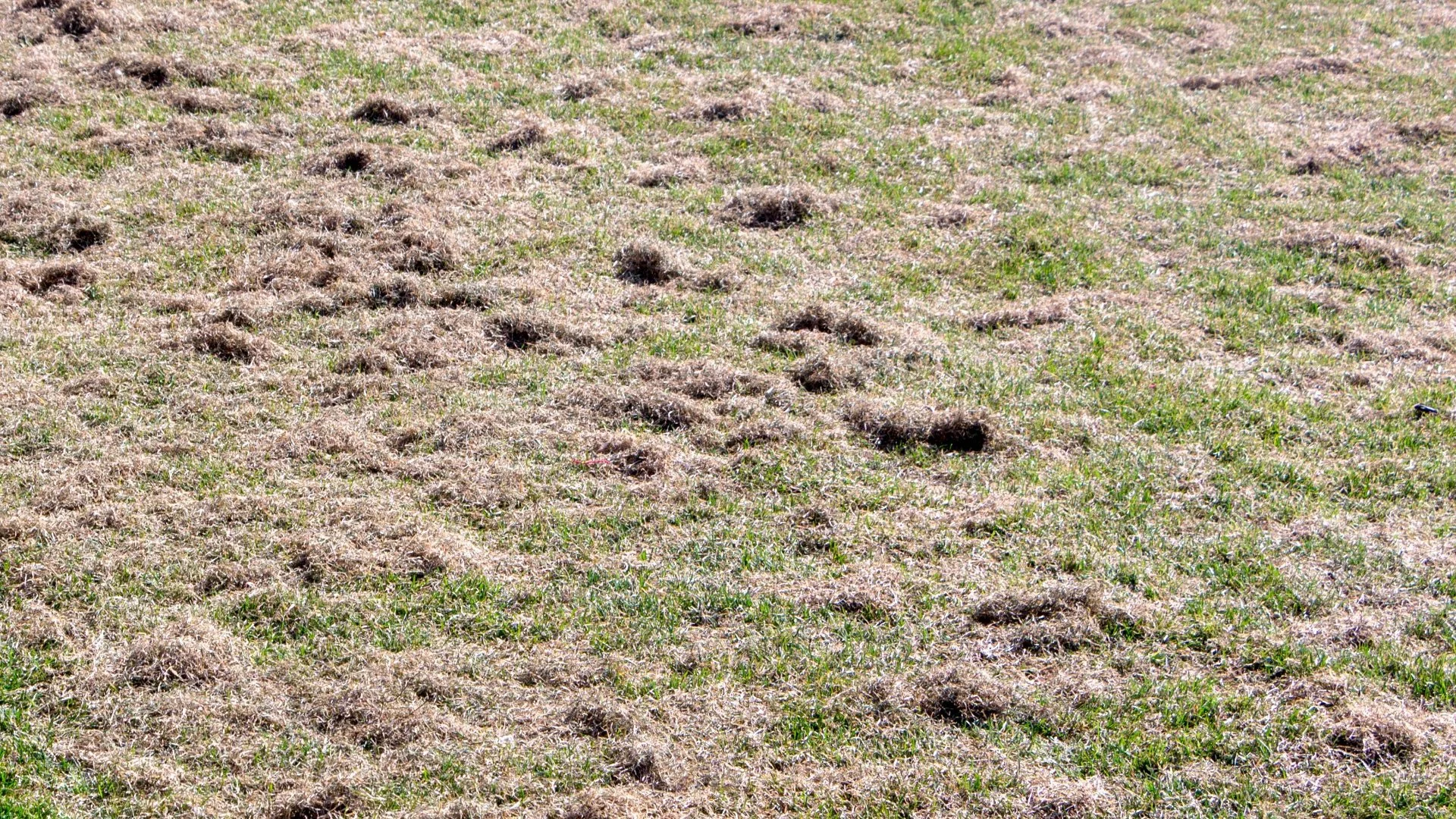 Does Thatch Harm Your Lawn?