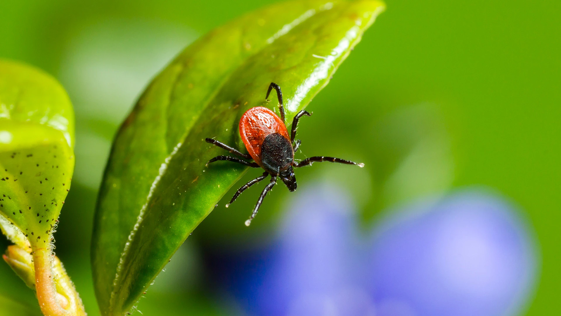 How Often Should You Be Spraying for Fleas & Ticks in Des Moines, Iowa?