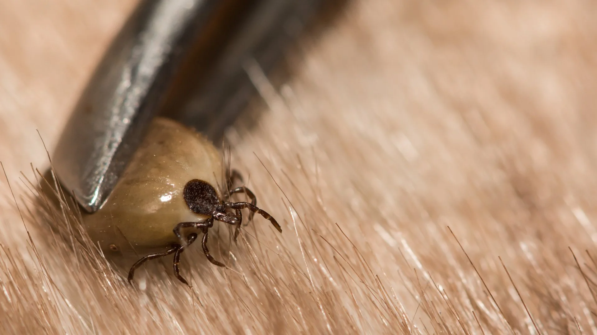 Pet-Safety Guidelines During Tick Season