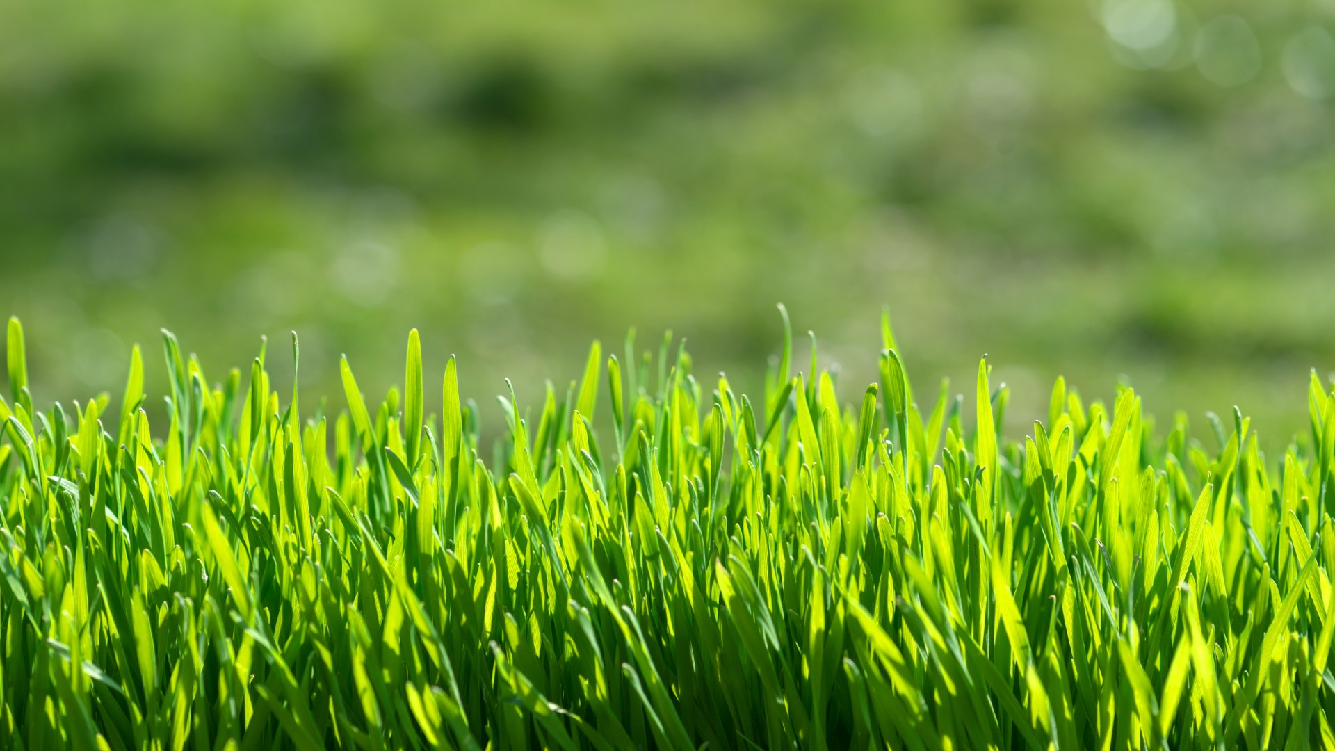 This Chemical-Free Lawn Care Service Will Bring Your Grass Back to Life