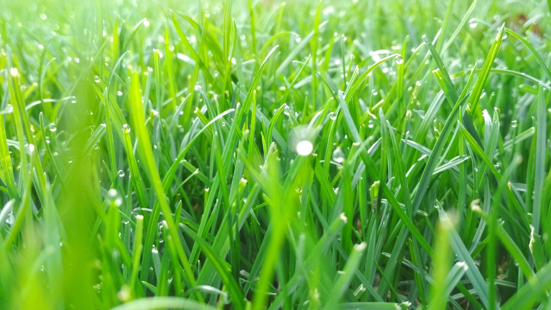 How Often Should You Be Watering Your Lawn in Iowa?