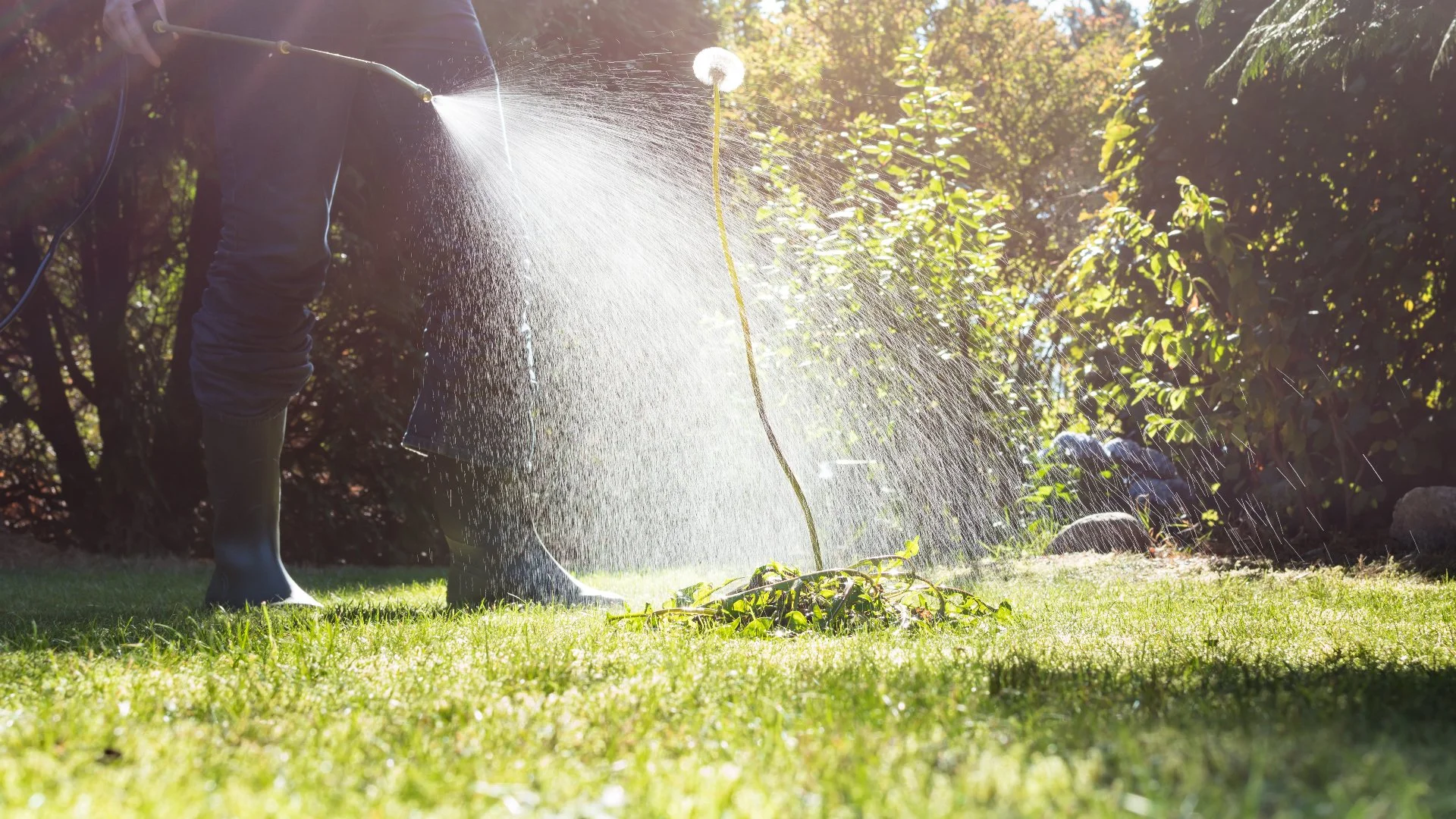 Weed Control Treatments vs Pulling Weeds by Hand - Which Option Is Better?