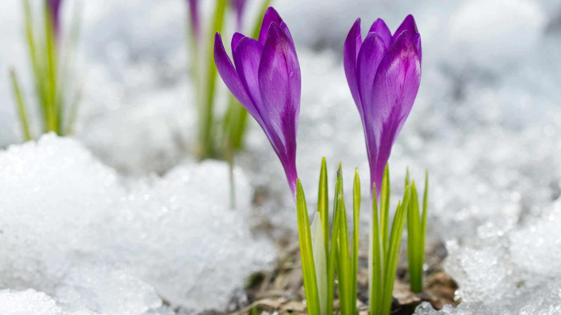 Liven up Your Winter Landscape with These 4 Plants