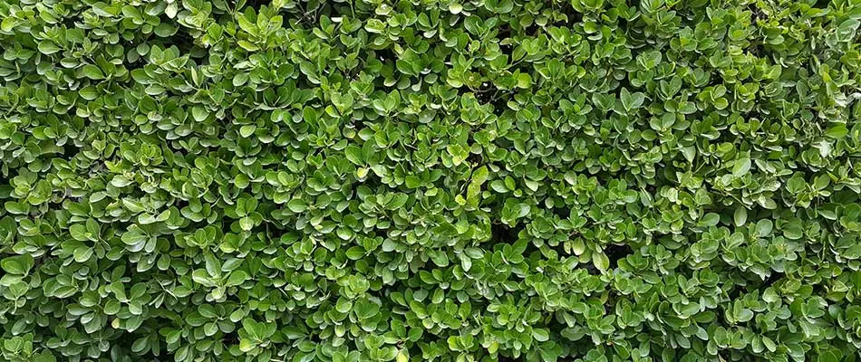 Boxwood hedge growing at a home in Ankeny, IA.