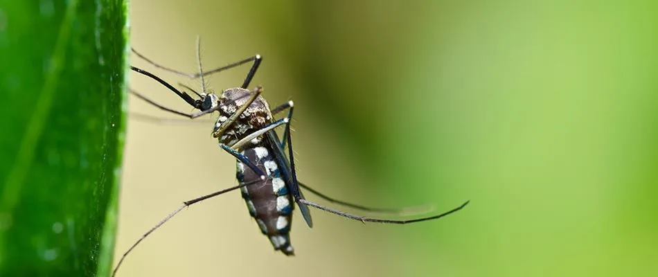 How Do You Get Rid of Mosquitoes in Your Yard?