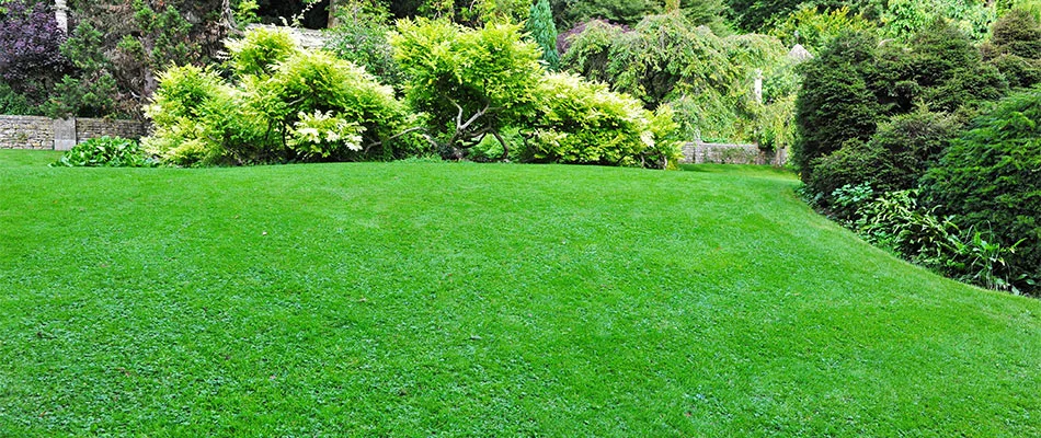 Dark green home lawn with aeration and overseeding services near Des Moines, IA.