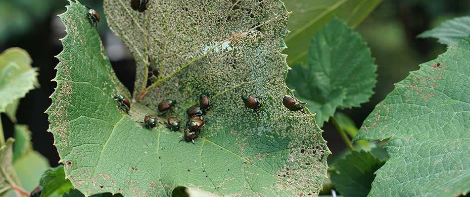 How to Get Rid of Japanese Beetles | A+ Lawn & Landscape Blog