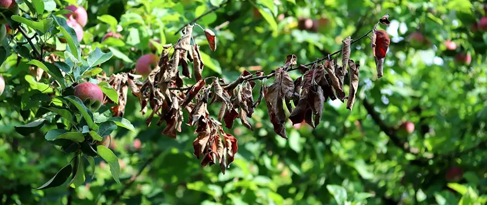 Fire blight commonly affects apple and pear trees in Ankeny, IA.