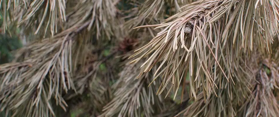 Pine wilt is a common disease in central Iowa areas like West Des Moines.