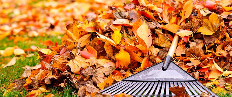 Leaves being raked up during a fall yard cleanup in Des Moines, IA.