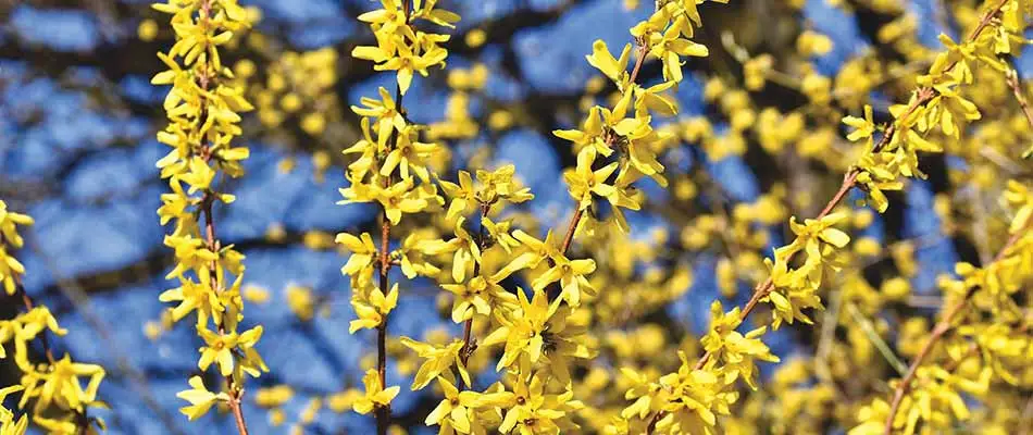 Forsythia blooms in yellow growing in Pleasant Hill, IA.