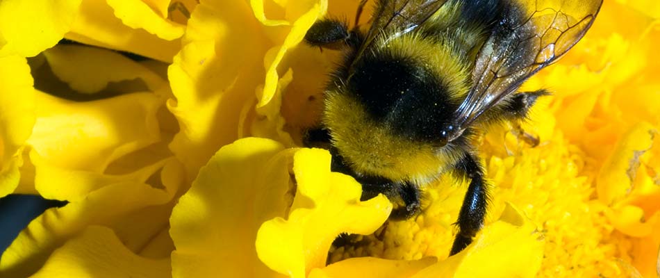 Keeping Pollinators Safe During Pesticide Applications
